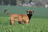 BULLMASTIFF 501